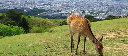 奈良県でカーシェアとレンタカーを比較して格安料金を見つけよう 